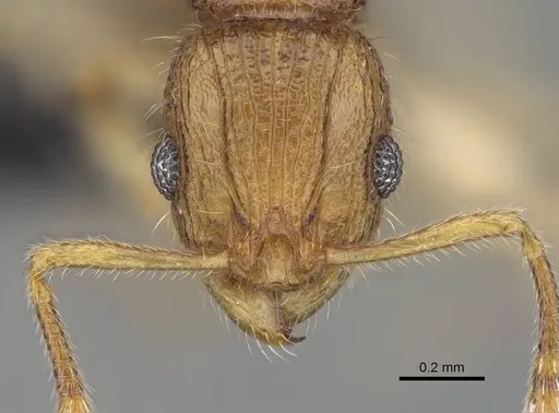 Vitsika venustas specimen CASENT0045957 image casent0045957_2