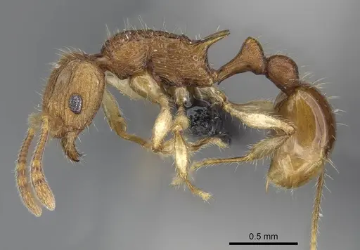 Vitsika venustas specimen CASENT0045957 image casent0045957_3