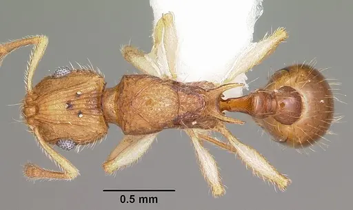 Vitsika venustas specimen CASENT0102971 image casent0102971_1