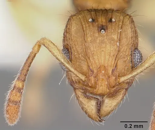 Vitsika venustas specimen CASENT0102971 image casent0102971_2