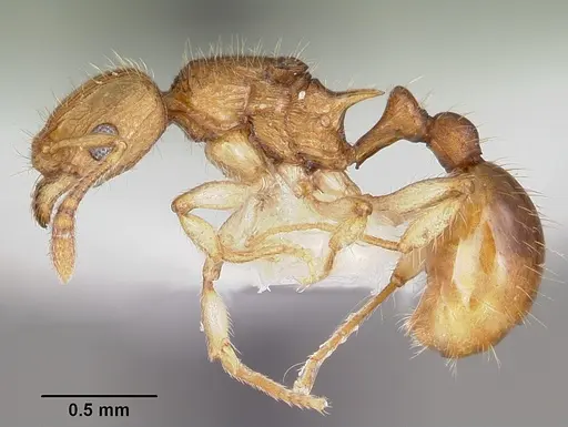 Vitsika venustas specimen CASENT0102971 image casent0102971_3
