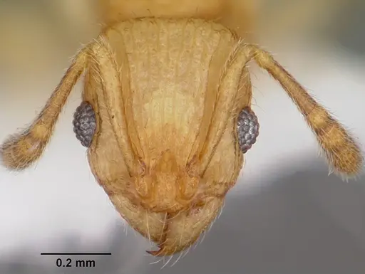 Vitsika venustas specimen CASENT0102972 image casent0102972_2