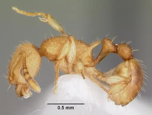 Vitsika venustas specimen CASENT0102972 image casent0102972_3
