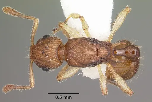 Vitsika venustas specimen CASENT0104936 image casent0104936_1
