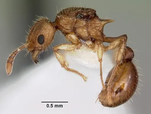 Vitsika venustas specimen CASENT0104936 image casent0104936_3