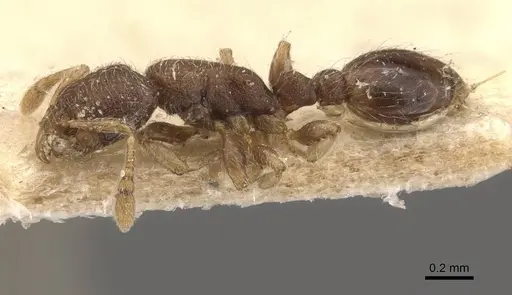 Vollenhovia banksi specimen CASENT0908652 image casent0908652_3
