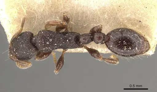 Vollenhovia butteli specimen CASENT0908653 image casent0908653_1