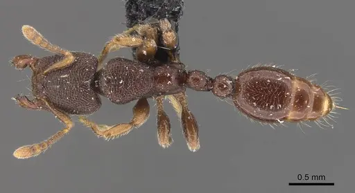 Vollenhovia butteli specimen CASENT0908655 image casent0908655_1