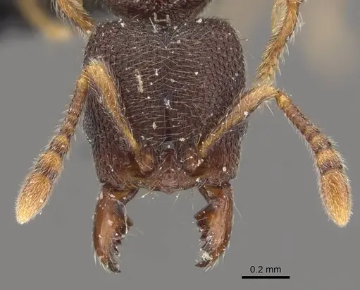 Vollenhovia butteli specimen CASENT0908655 image casent0908655_2
