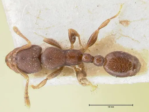 Vollenhovia butteli specimen FOCOL1650 image focol1650_1