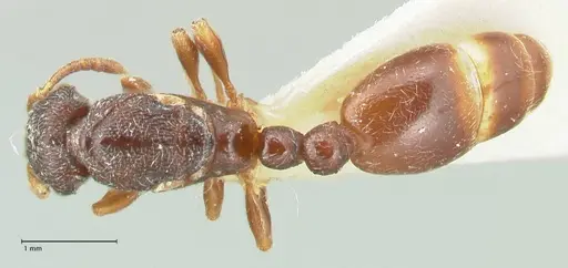 Vollenhovia cristata specimen FOCOL1954 image focol1954_1