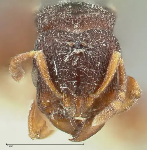 Vollenhovia cristata specimen FOCOL1954 image focol1954_2