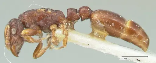 Vollenhovia cristata specimen FOCOL1954 image focol1954_3