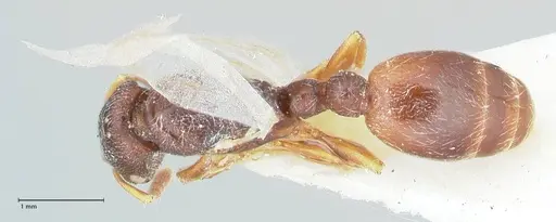 Vollenhovia cristata specimen FOCOL1955 image focol1955_1