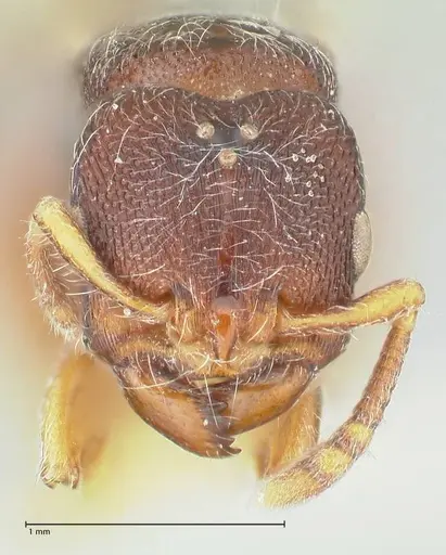 Vollenhovia cristata specimen FOCOL1955 image focol1955_2