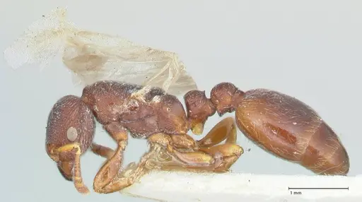 Vollenhovia cristata specimen FOCOL1955 image focol1955_3