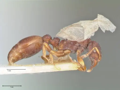 Vollenhovia cristata specimen FOCOL1955 image focol1955_4