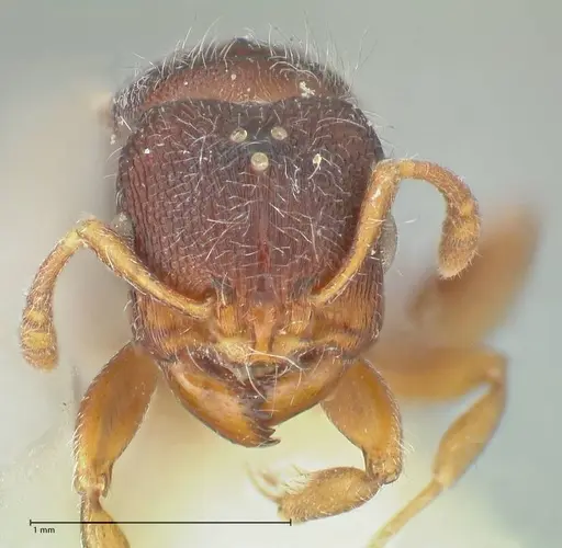 Vollenhovia cristata specimen FOCOL1956 image focol1956_2