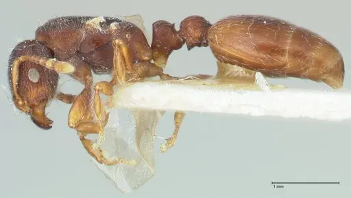 Vollenhovia cristata specimen FOCOL1956 image focol1956_3
