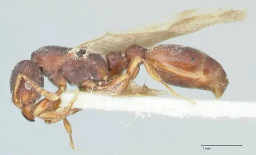 Vollenhovia cristata specimen FOCOL1957 image focol1957_3