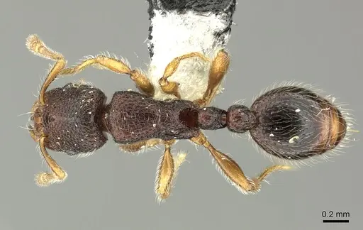 Vollenhovia dentata specimen CASENT0199921 image casent0199921_1