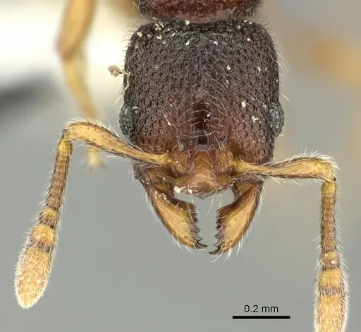 Vollenhovia dentata specimen CASENT0199921 image casent0199921_2