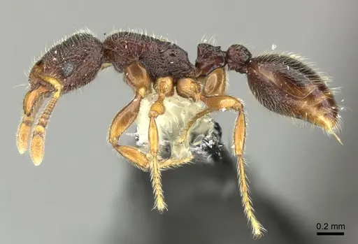 Vollenhovia dentata specimen CASENT0199921 image casent0199921_3