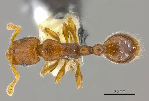 Vollenhovia denticulata specimen CASENT0182566 image casent0182566_1