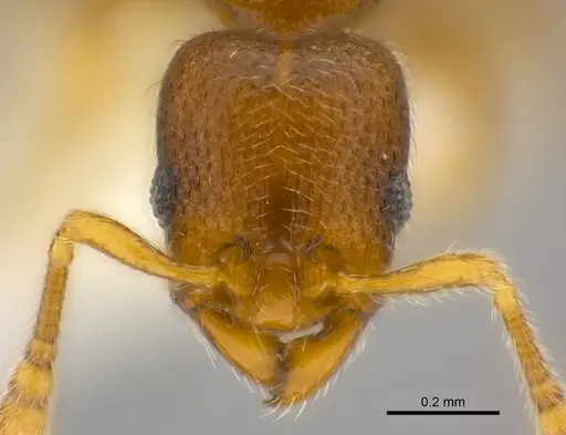 Vollenhovia denticulata specimen CASENT0182566 image casent0182566_2
