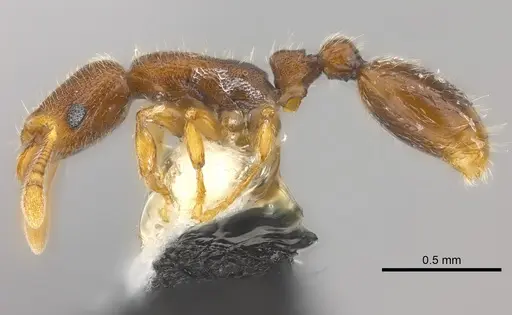 Vollenhovia denticulata specimen CASENT0182566 image casent0182566_3