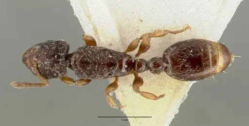 Vollenhovia duodecimalis specimen CASTYPE06951 image castype06951_1