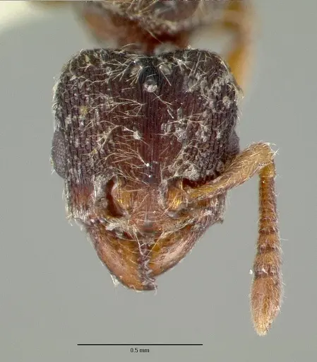 Vollenhovia duodecimalis specimen CASTYPE06951 image castype06951_2