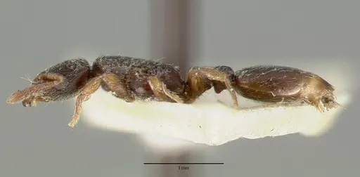 Vollenhovia duodecimalis specimen CASTYPE06951 image castype06951_3