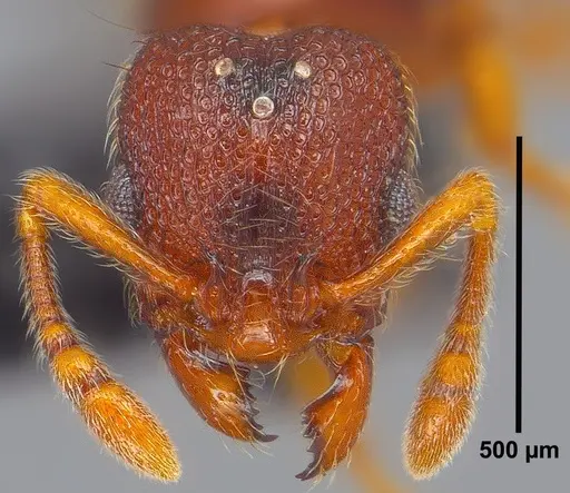Vollenhovia emeryi specimen ANTWEB1008088 image antweb1008088_1