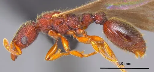 Vollenhovia emeryi specimen ANTWEB1008088 image antweb1008088_2