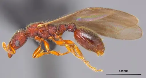 Vollenhovia emeryi specimen ANTWEB1008088 image antweb1008088_3