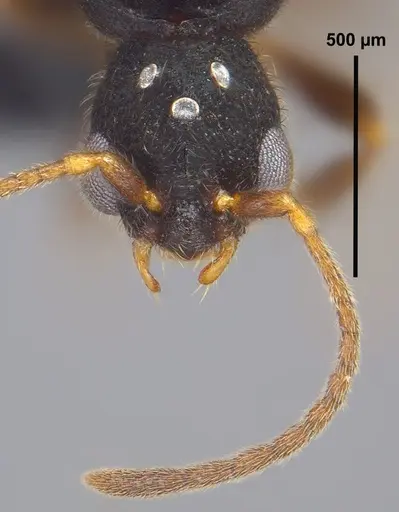 Vollenhovia emeryi specimen ANTWEB1008089 image antweb1008089_2