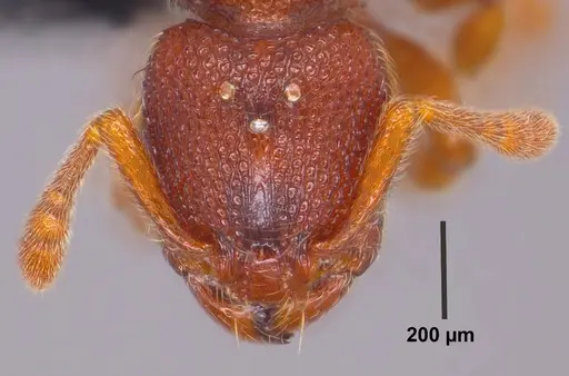 Vollenhovia emeryi specimen ANTWEB1008090 image antweb1008090_1