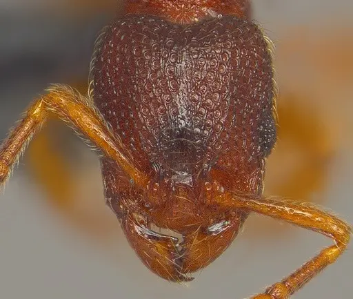 Vollenhovia emeryi specimen ANTWEB1008091 image antweb1008091_1