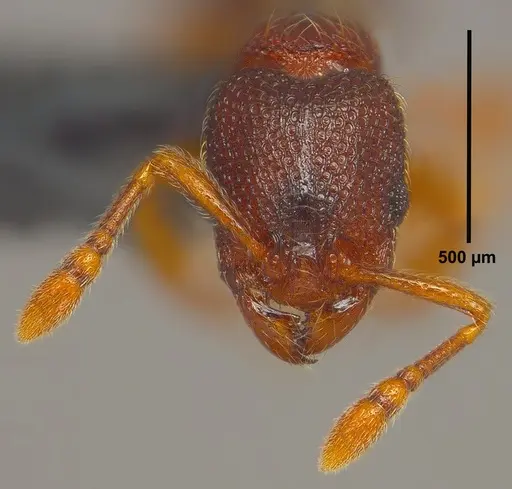 Vollenhovia emeryi specimen ANTWEB1008091 image antweb1008091_2