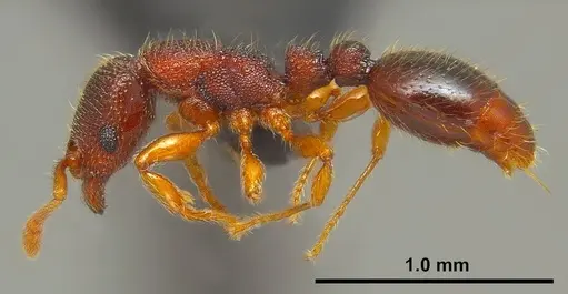 Vollenhovia emeryi specimen ANTWEB1008091 image antweb1008091_3