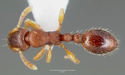 Vollenhovia emeryi specimen CASENT0003196 image casent0003196_1