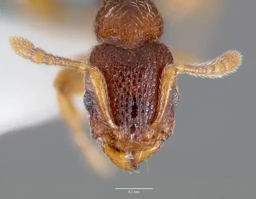 Vollenhovia emeryi specimen CASENT0003196 image casent0003196_2