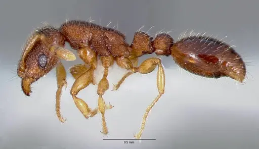 Vollenhovia emeryi specimen CASENT0003196 image casent0003196_3