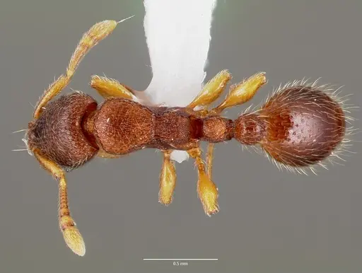 Vollenhovia emeryi specimen CASENT0006074 image casent0006074_1