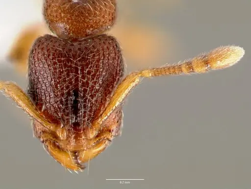 Vollenhovia emeryi specimen CASENT0006074 image casent0006074_2