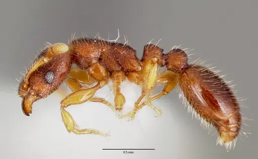 Vollenhovia emeryi specimen CASENT0006074 image casent0006074_3