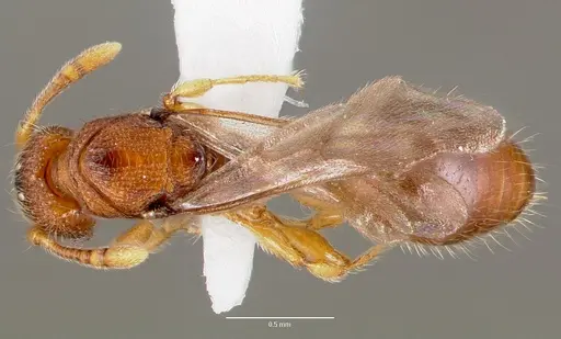 Vollenhovia emeryi specimen CASENT0006077 image casent0006077_1