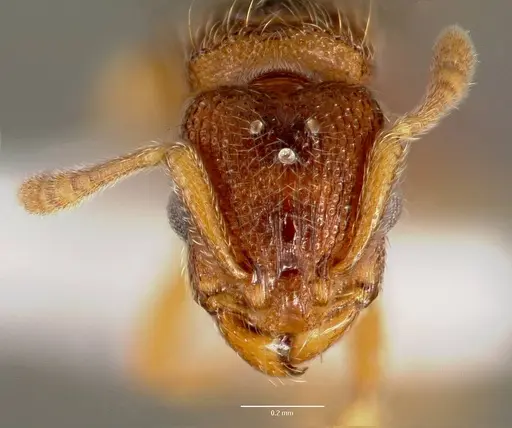 Vollenhovia emeryi specimen CASENT0006077 image casent0006077_2