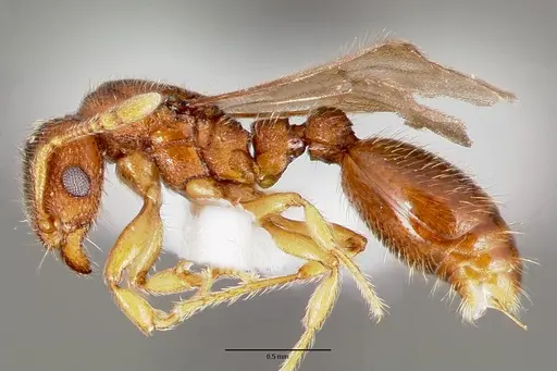 Vollenhovia emeryi specimen CASENT0006077 image casent0006077_3